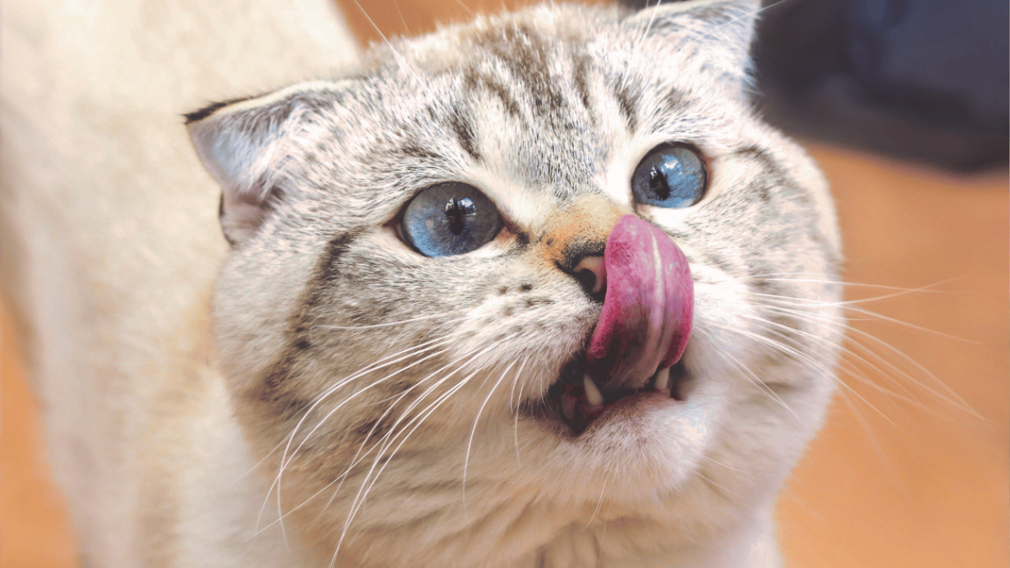 7 Zasad prawidłowego żywienia kotów