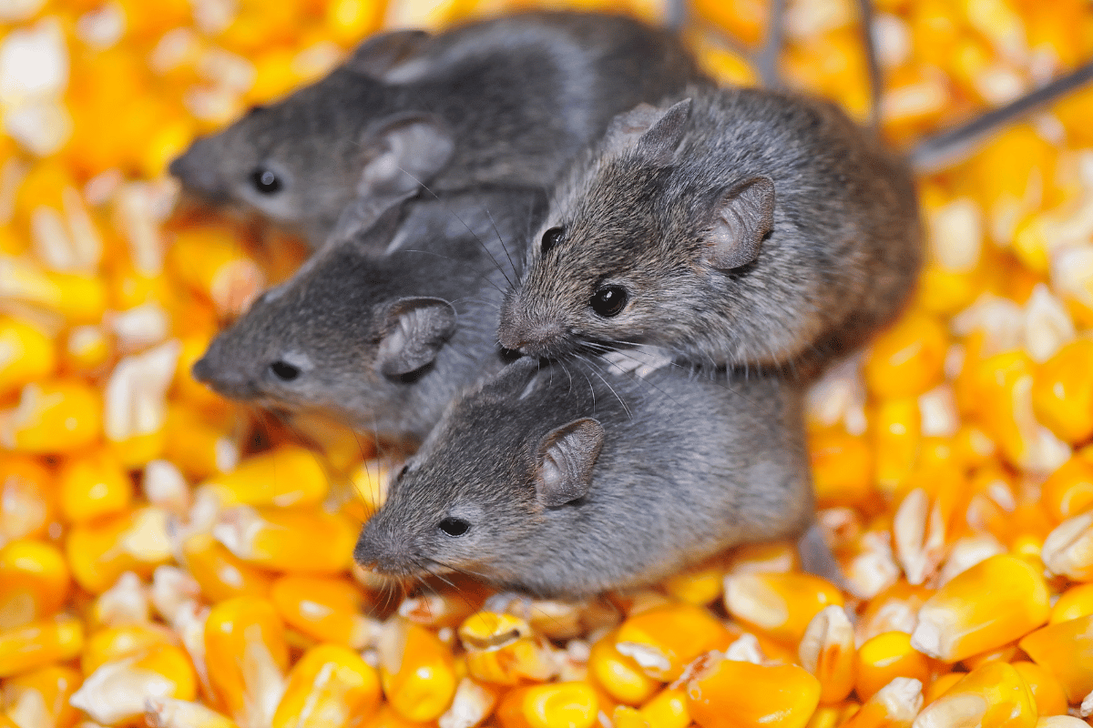 Żywienie i zdrowie myszowatych