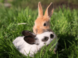 5 Ciekawostek o króliczku miniaturowym