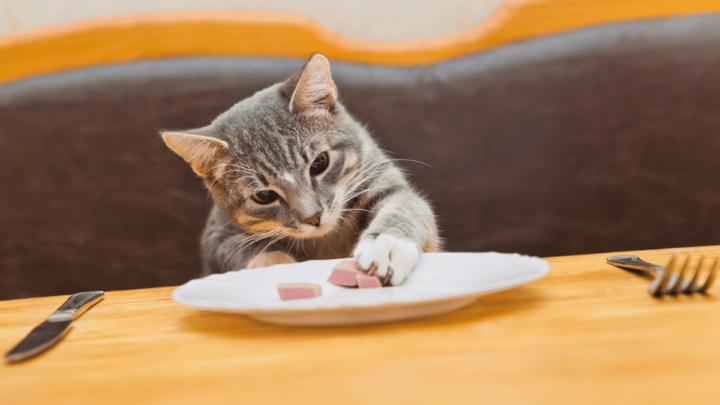 Czego nie może jeść kot?