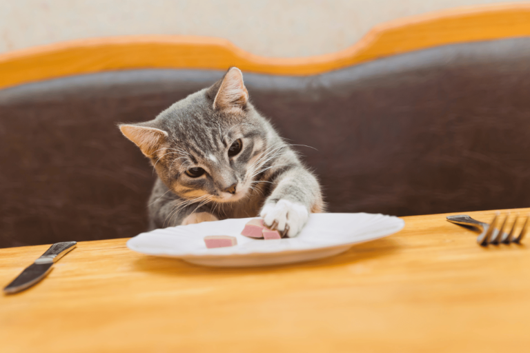 Czego nie może jeść kot?