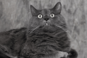 Kot nebelung