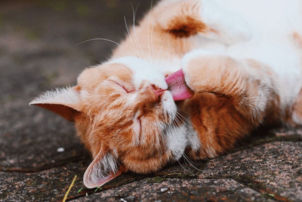Szorstki język kot