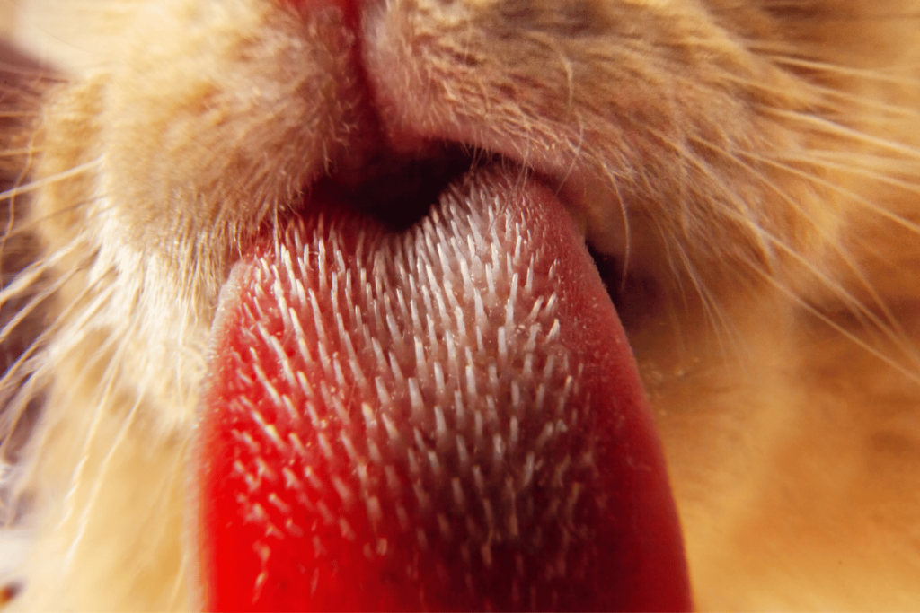 Szorstki język kot