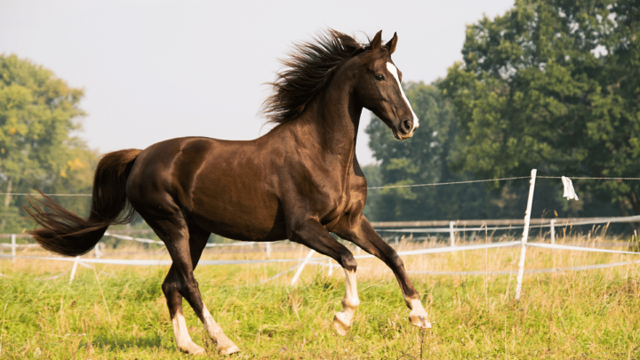Żywienie i zdrowie koni