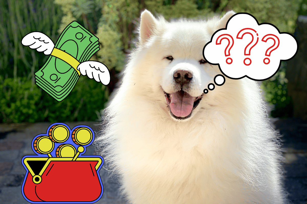 Ile kosztuje pies?