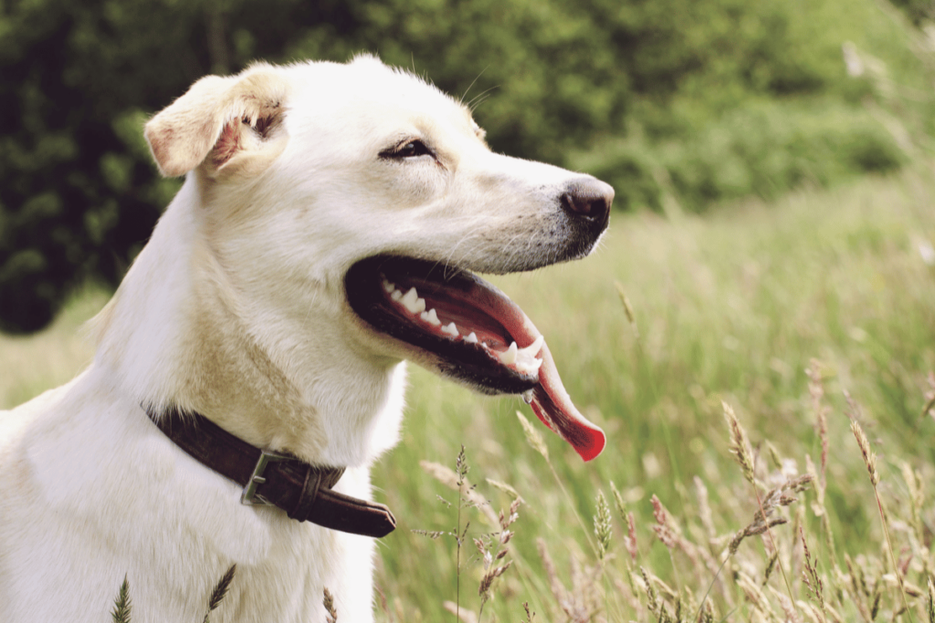Co sygnalizuje psi pysk?