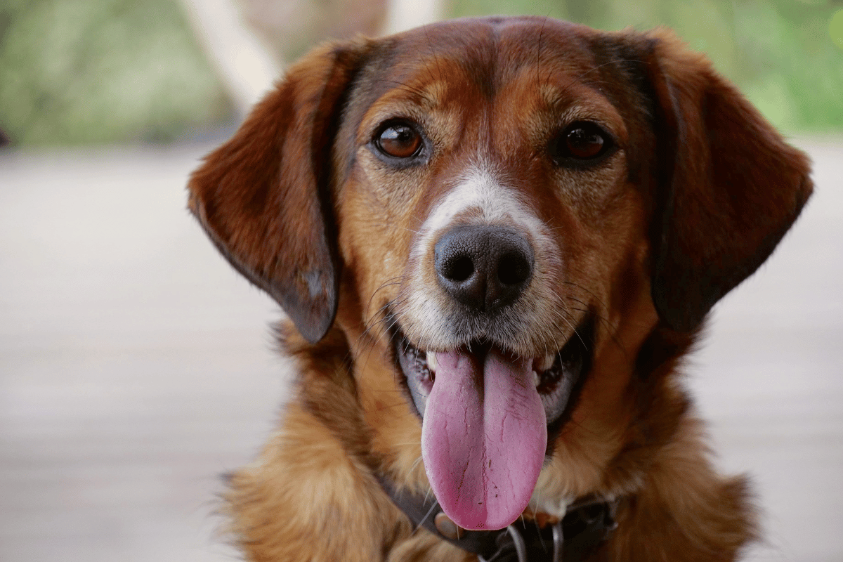 Co sygnalizuje psi pysk?