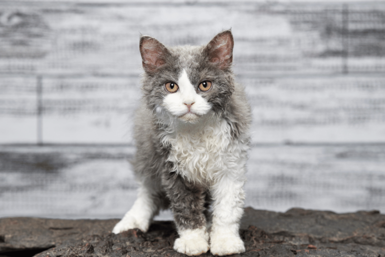 Selkirk rex