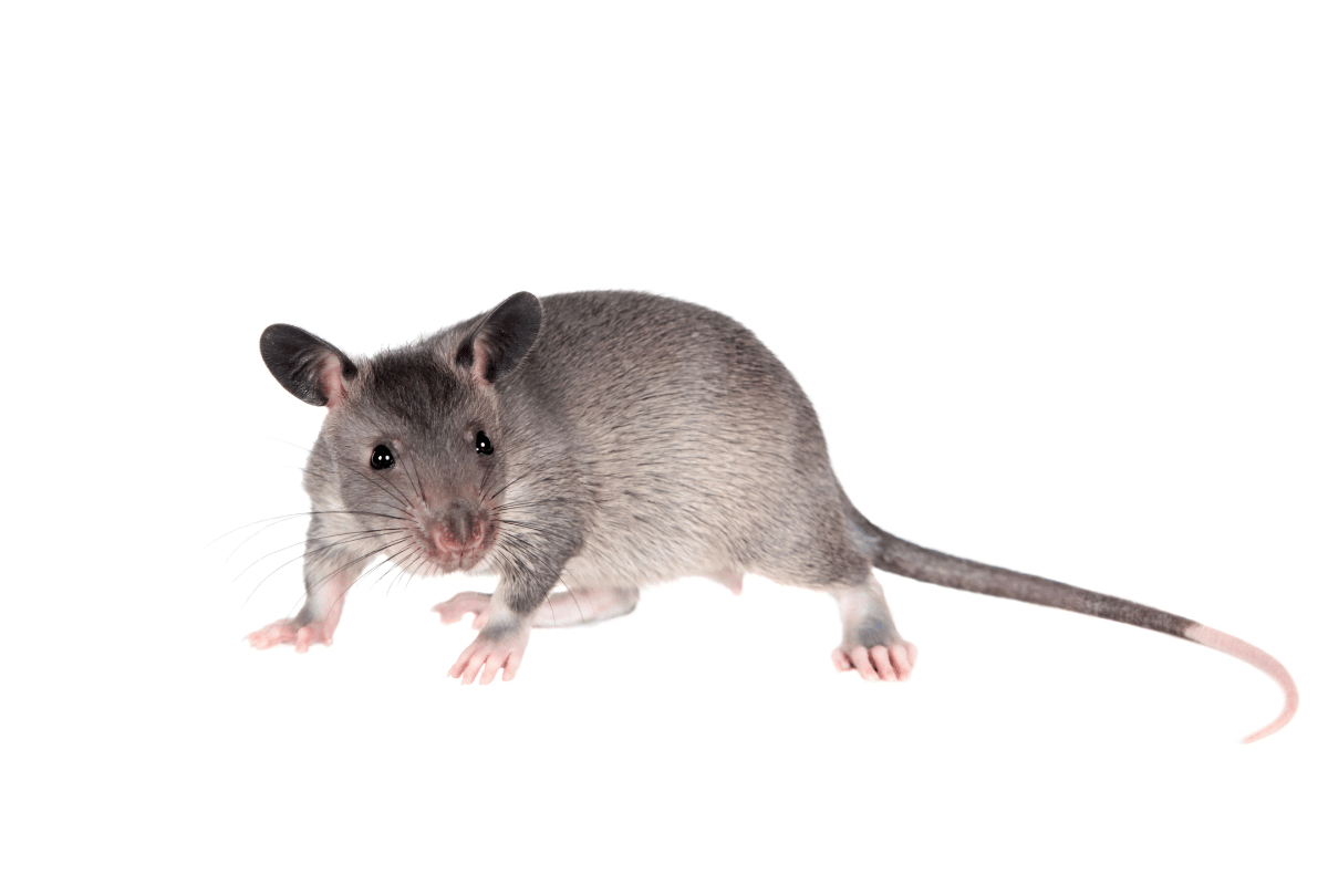 Żywienie i zdrowie wielkoszczura gambijskiego