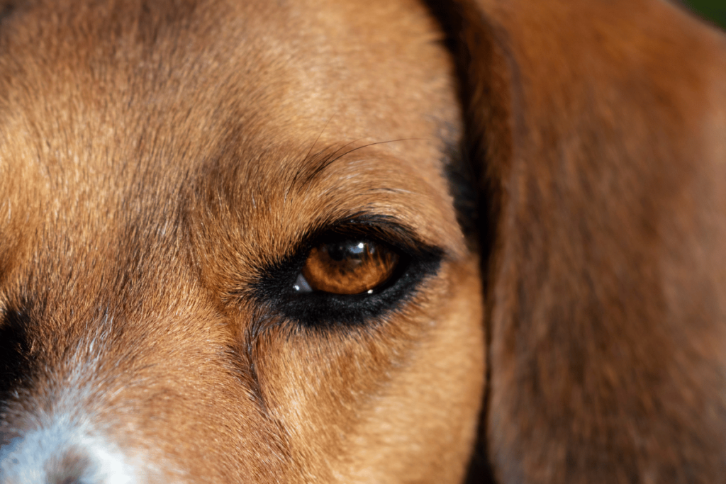 Co sygnalizują psie oczy i uszy