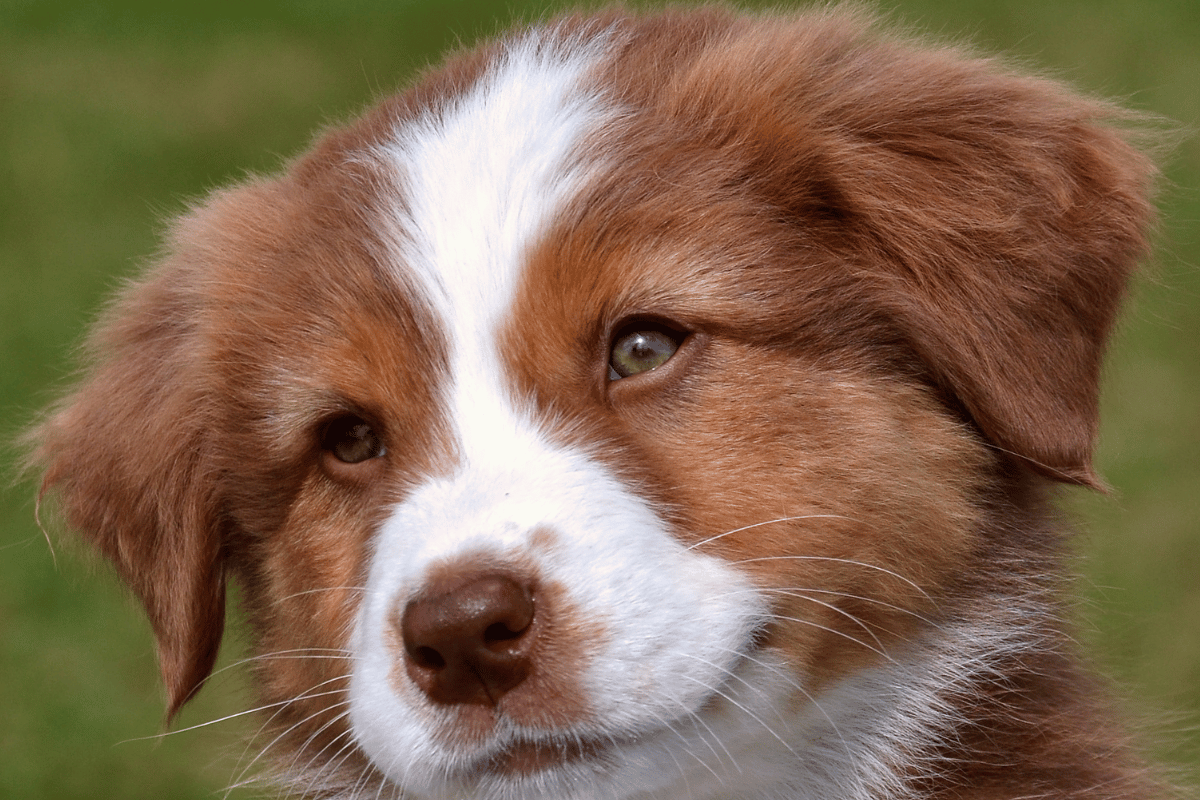 Co sygnalizują psie oczy i uszy