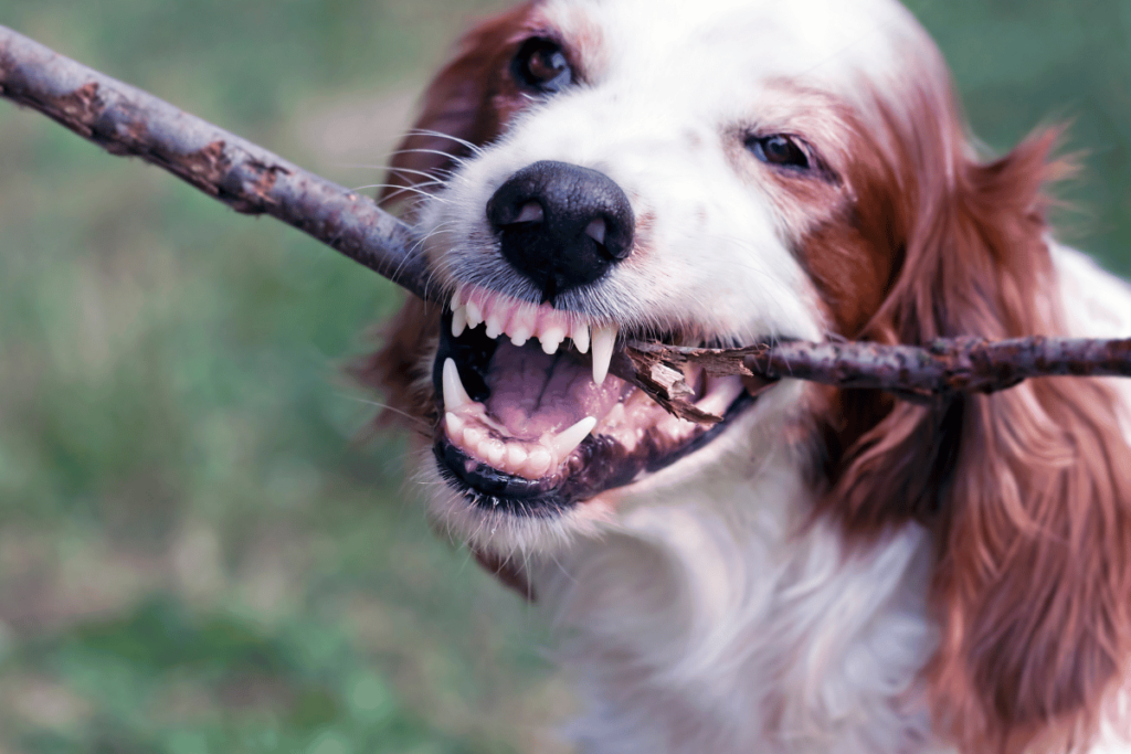 Czyszczenie psich zębów