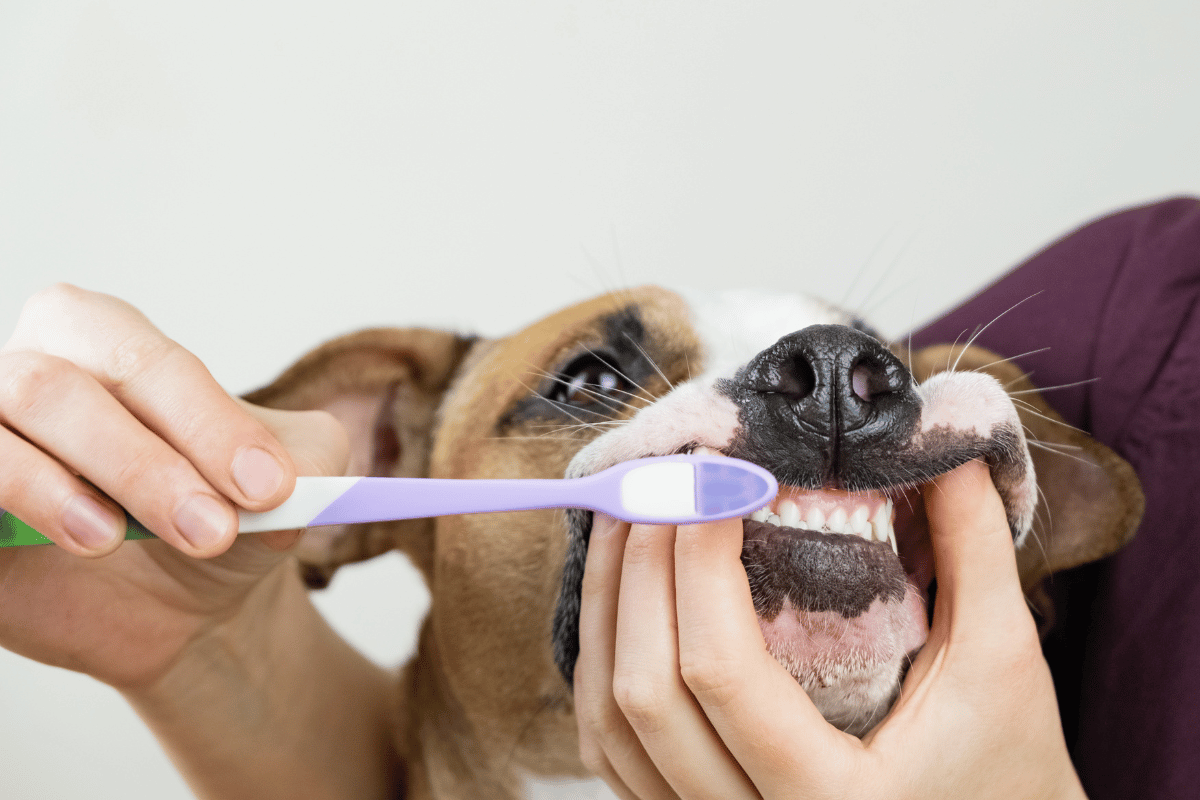 Czyszczenie psich zębów