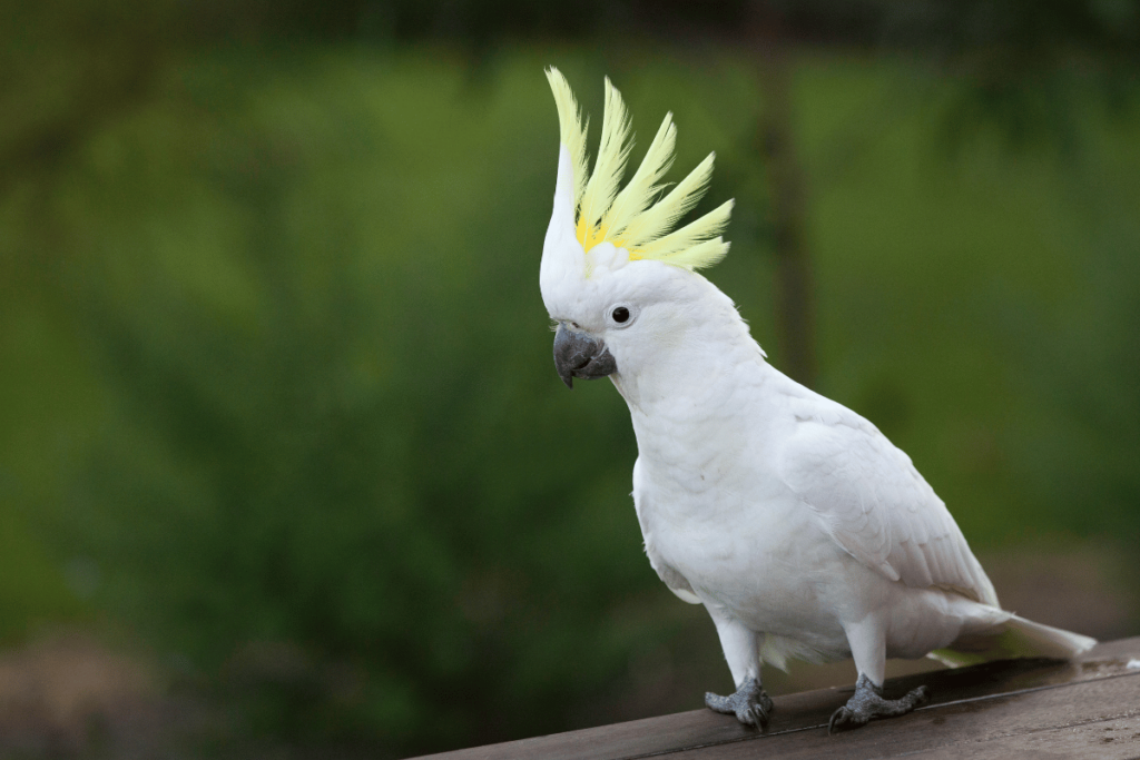 Kakadu biała