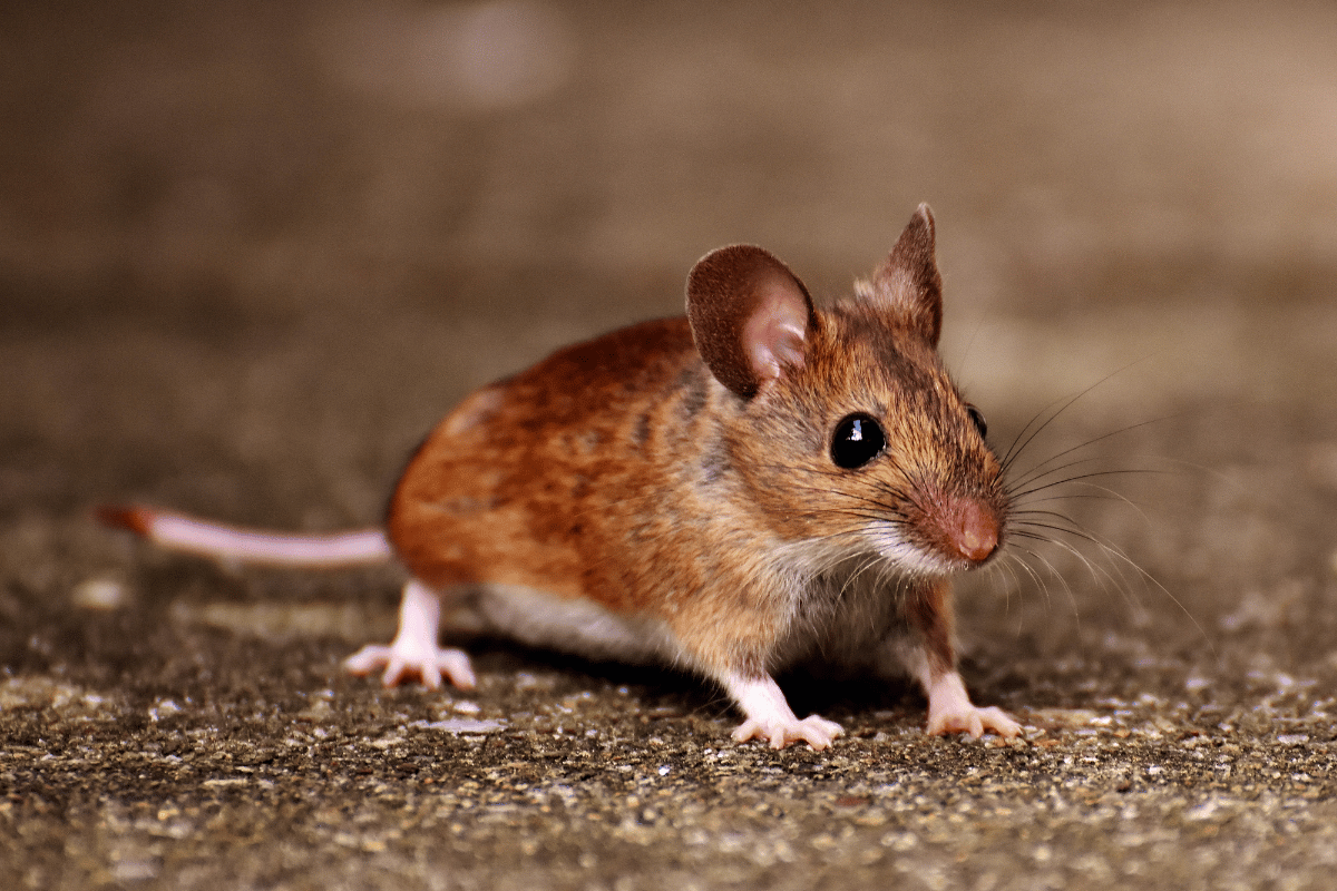 Żywienie i zdrowie myszochomika afgańskiego