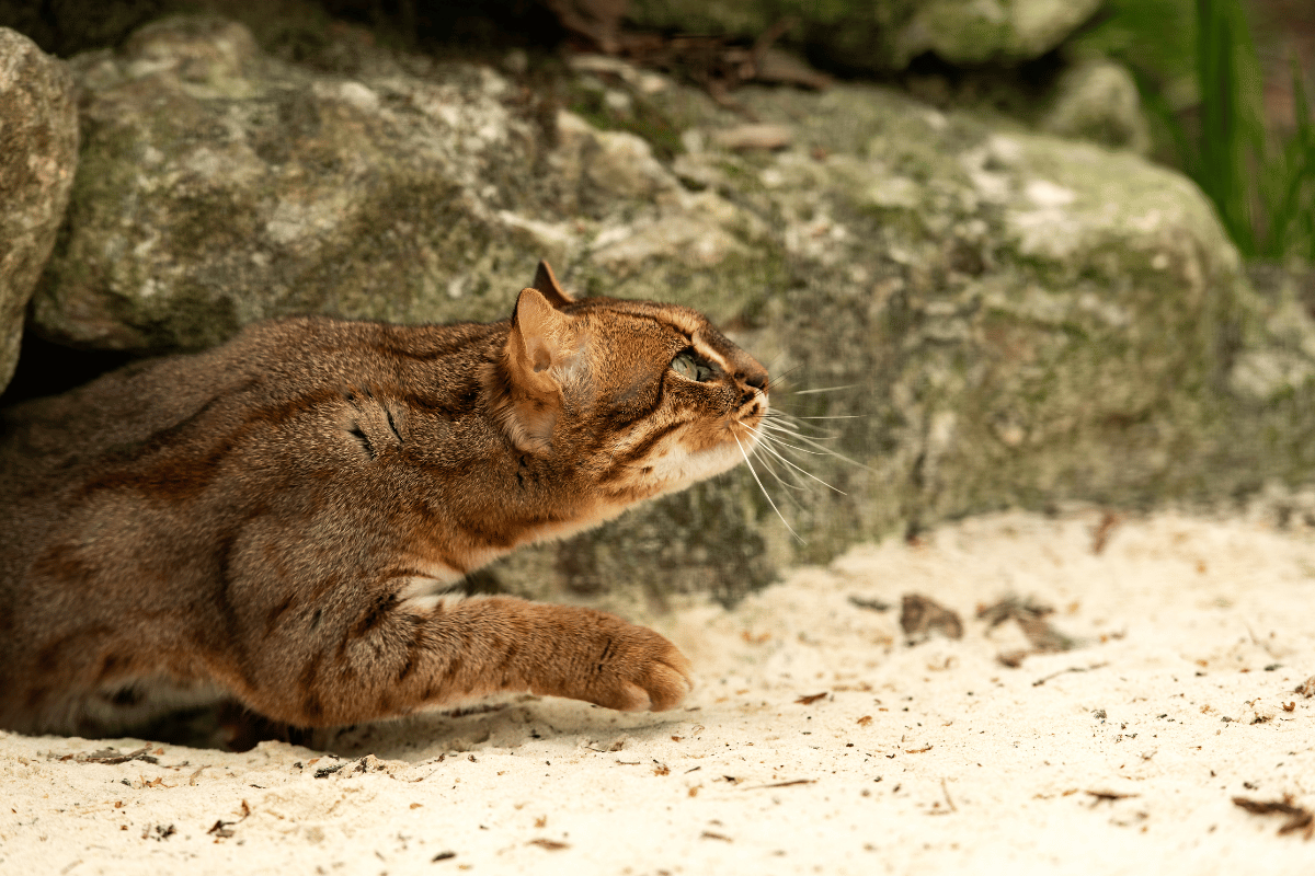 Najmniejszy gatunek dzikiego kota na świecie