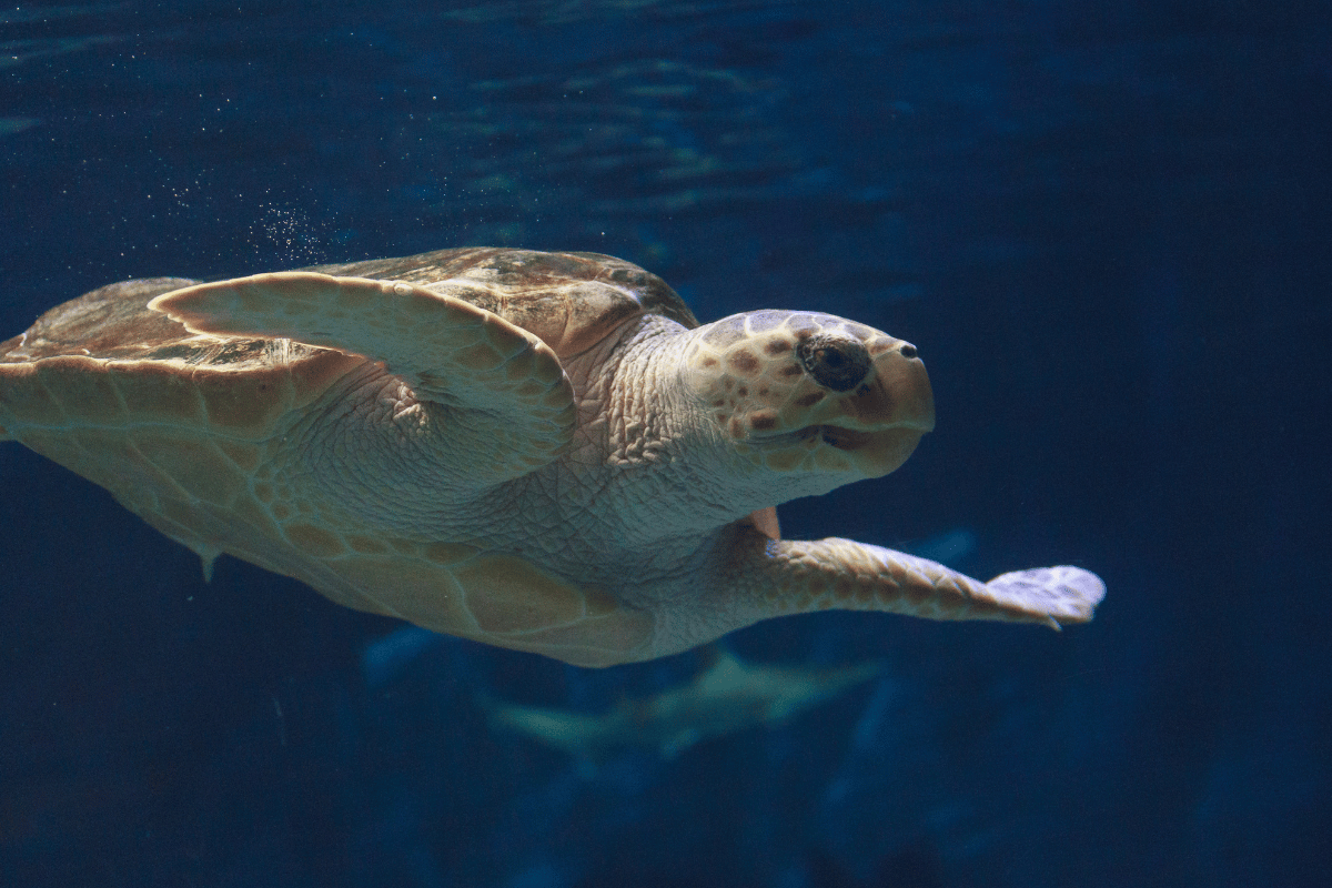  w Caretta Caretta Styl ycia wi Caretta Caretta GeoZoo