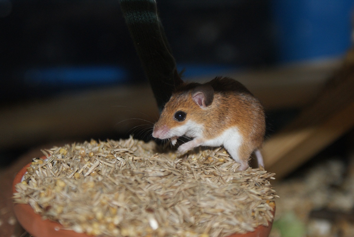 Afrykańska mysz pigmejska