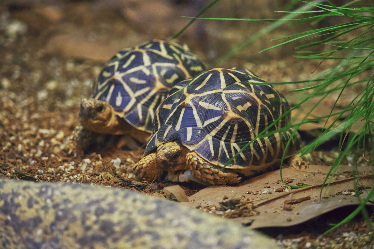Hodowla żółwi