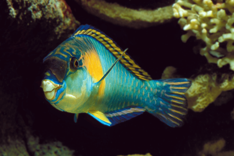 Jakie kolory widzą ryby?