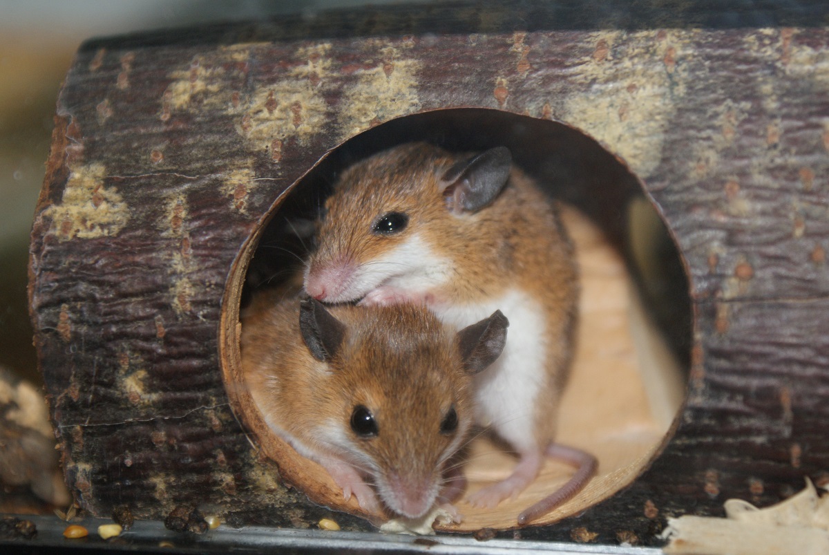 Opieka nad afrykańską myszą pigmejską