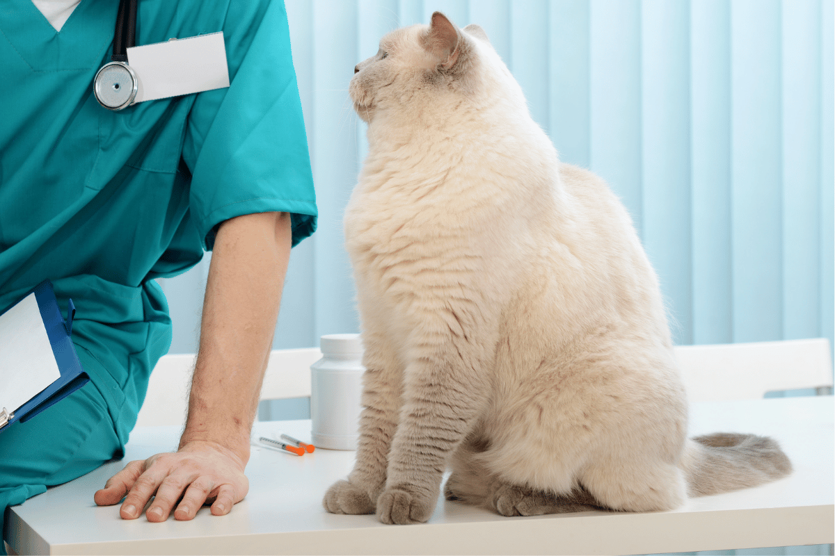 Podawanie kotom leków