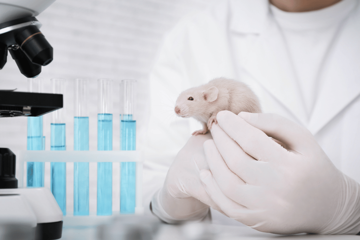 5 Ciekawostek o szczurach laboratoryjnych