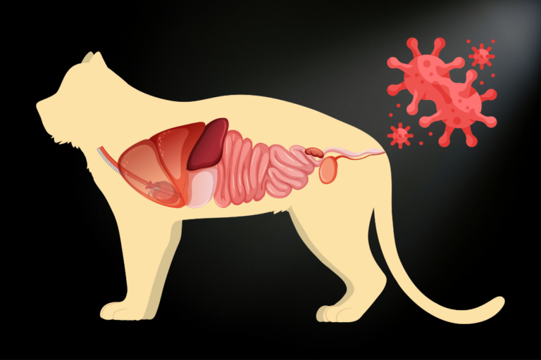 Choroby przewodu pokarmowego u kota