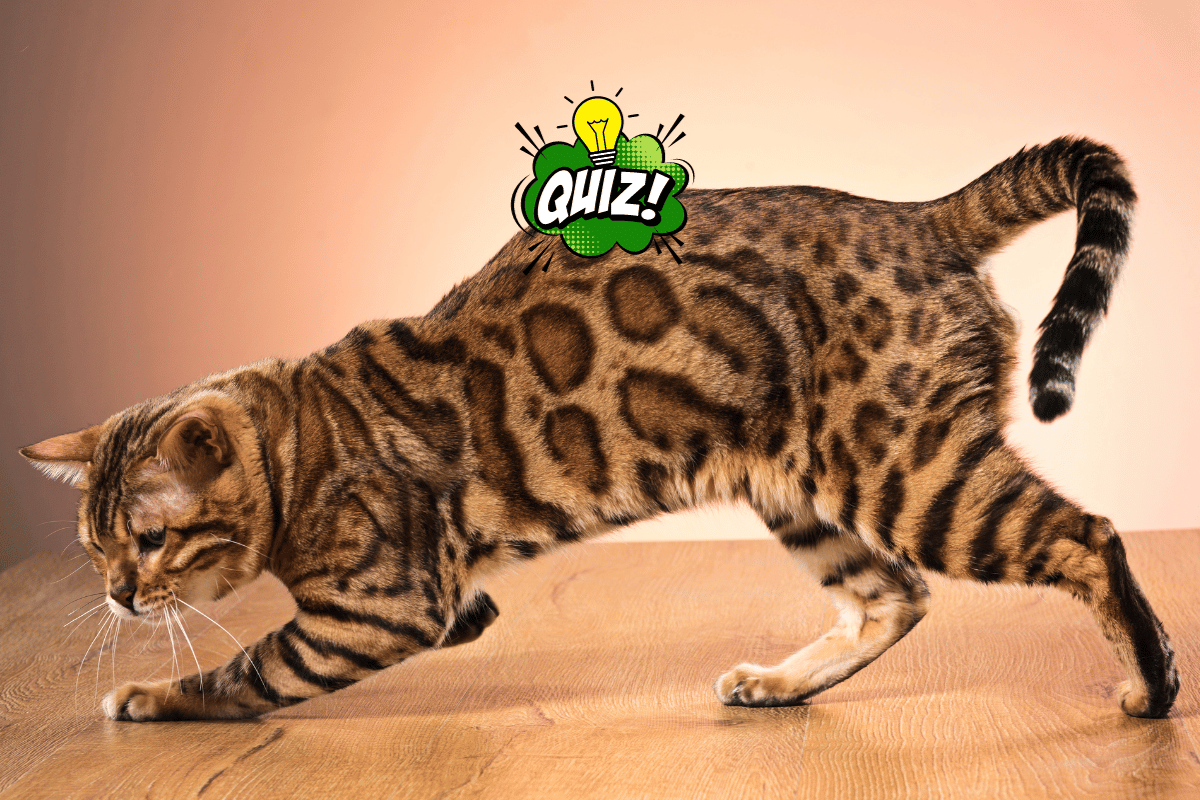 Czy dobrze znasz rasę kot bengalski?