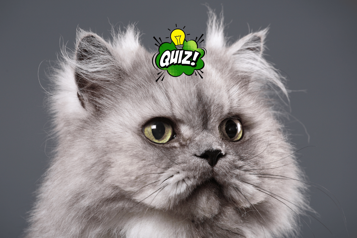 Czy dobrze znasz rasę kot perski?