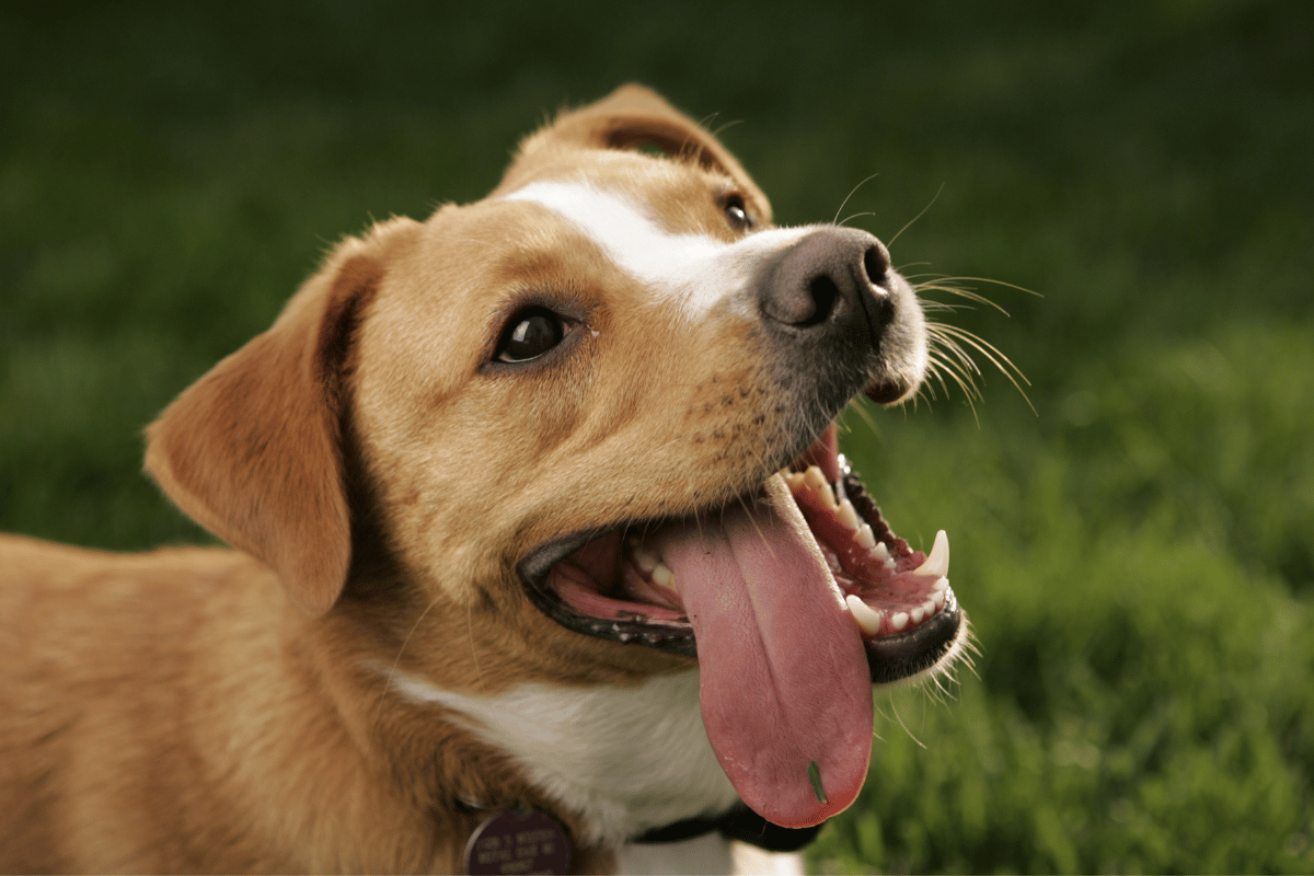 Dlaczego pies wywiesza język?