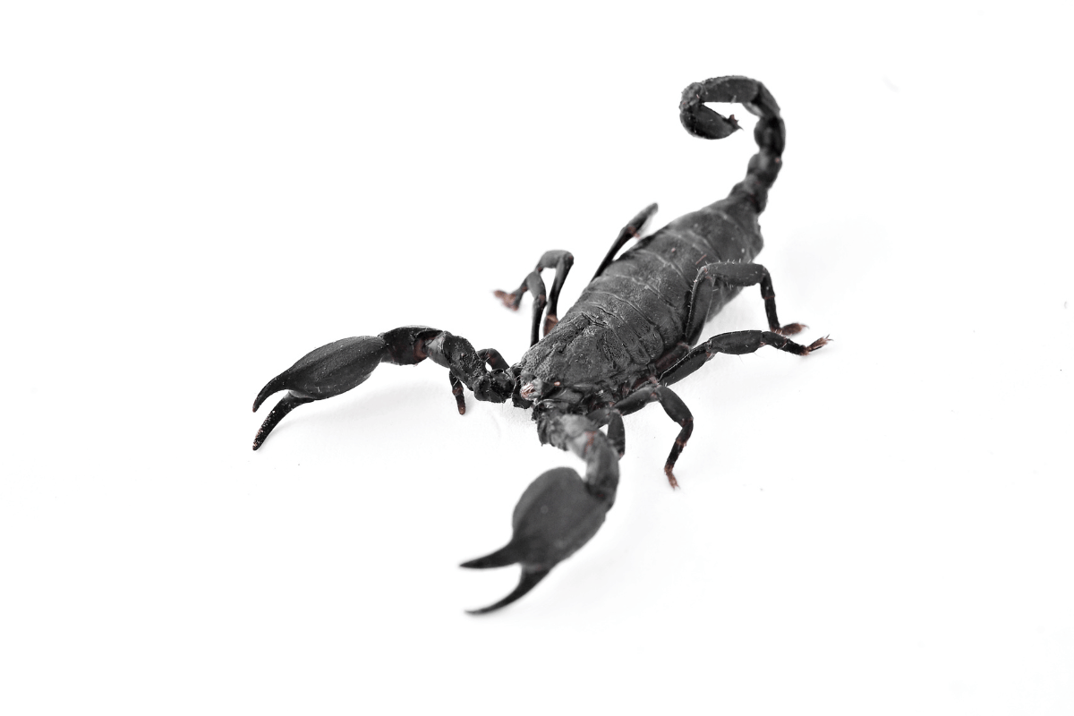 Gryzonie atakujące skorpiony
