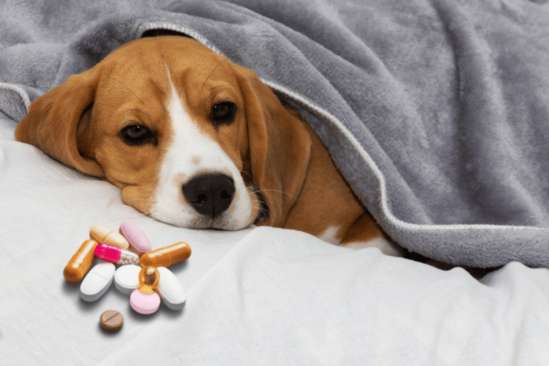 Leki szkodzące psu