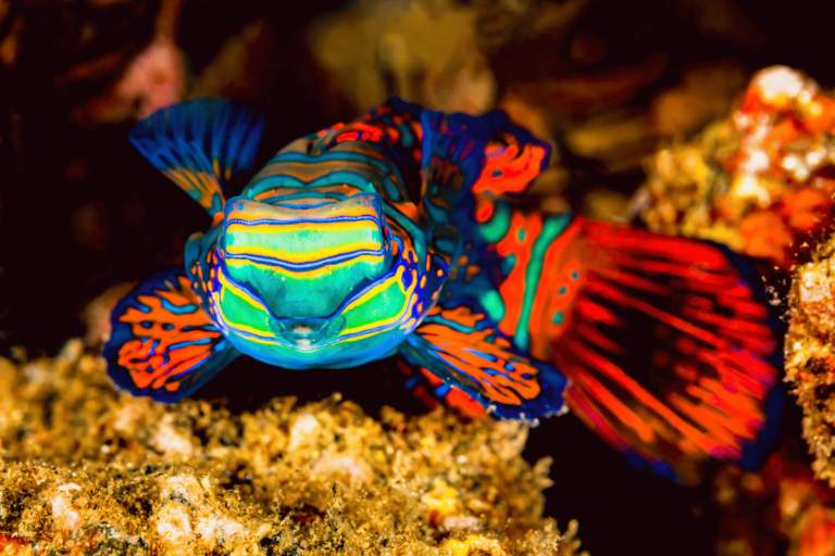 Najbardziej kolorowe ryby akwariowe