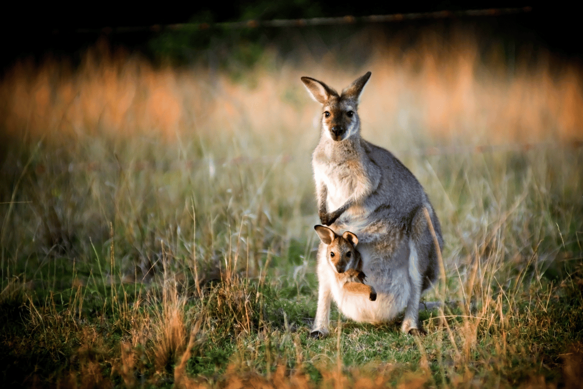 Opieka nad kangurowatymi
