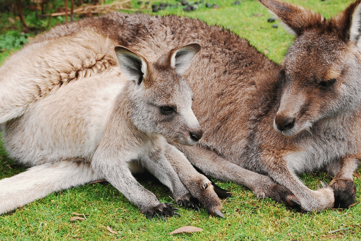 Opieka nad kangurowatymi