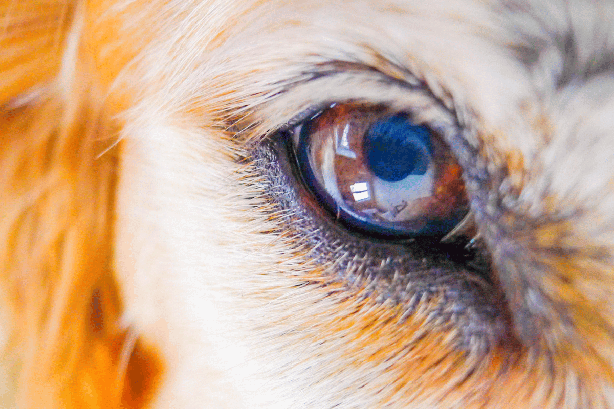 Schorzenia psich oczu