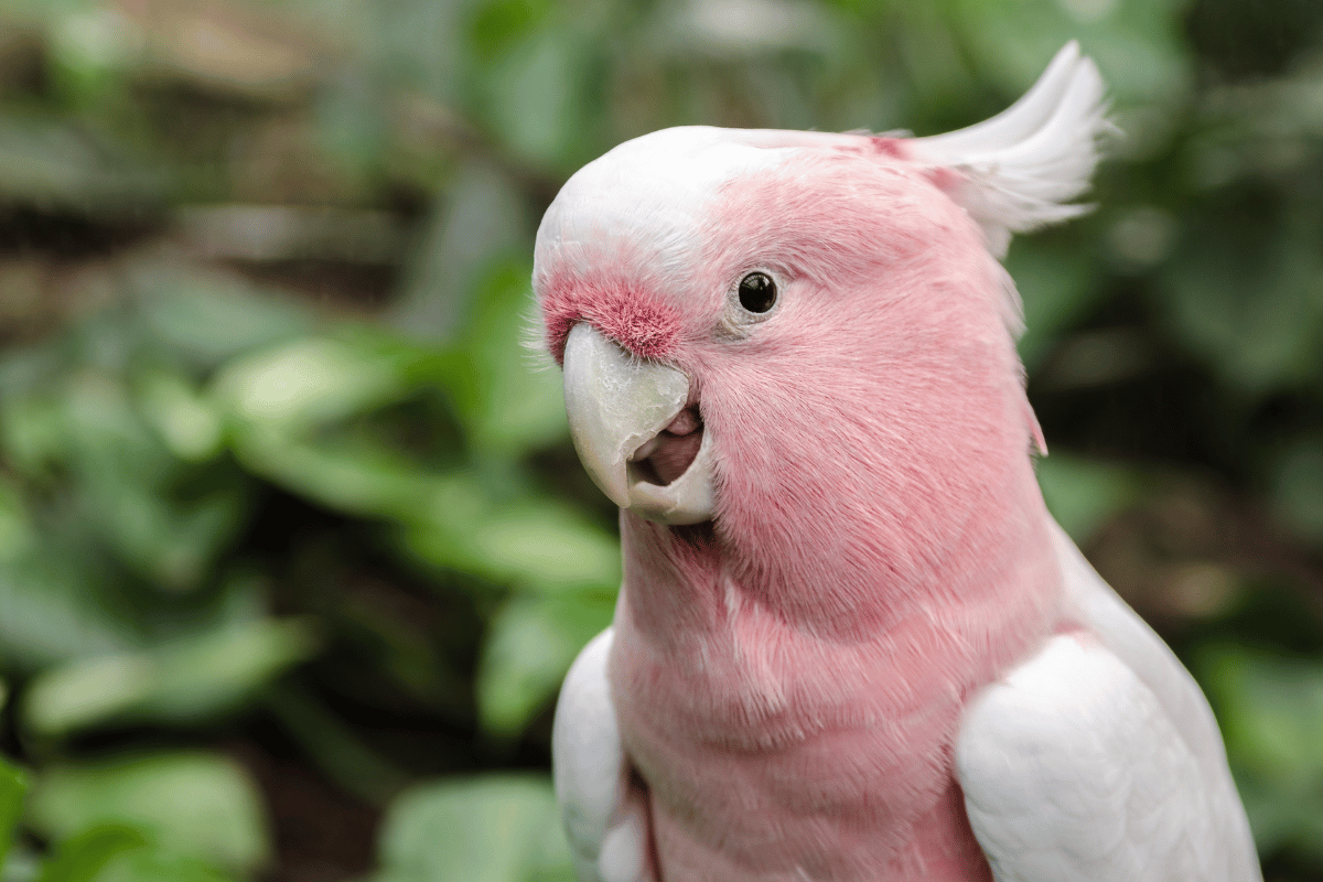 Specyficzne oddychanie u ptaków