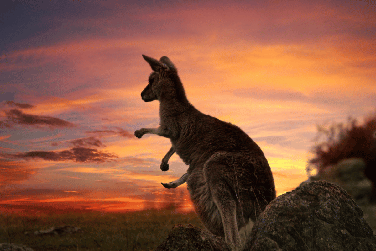 Żywienie i zdrowie kangurowatych
