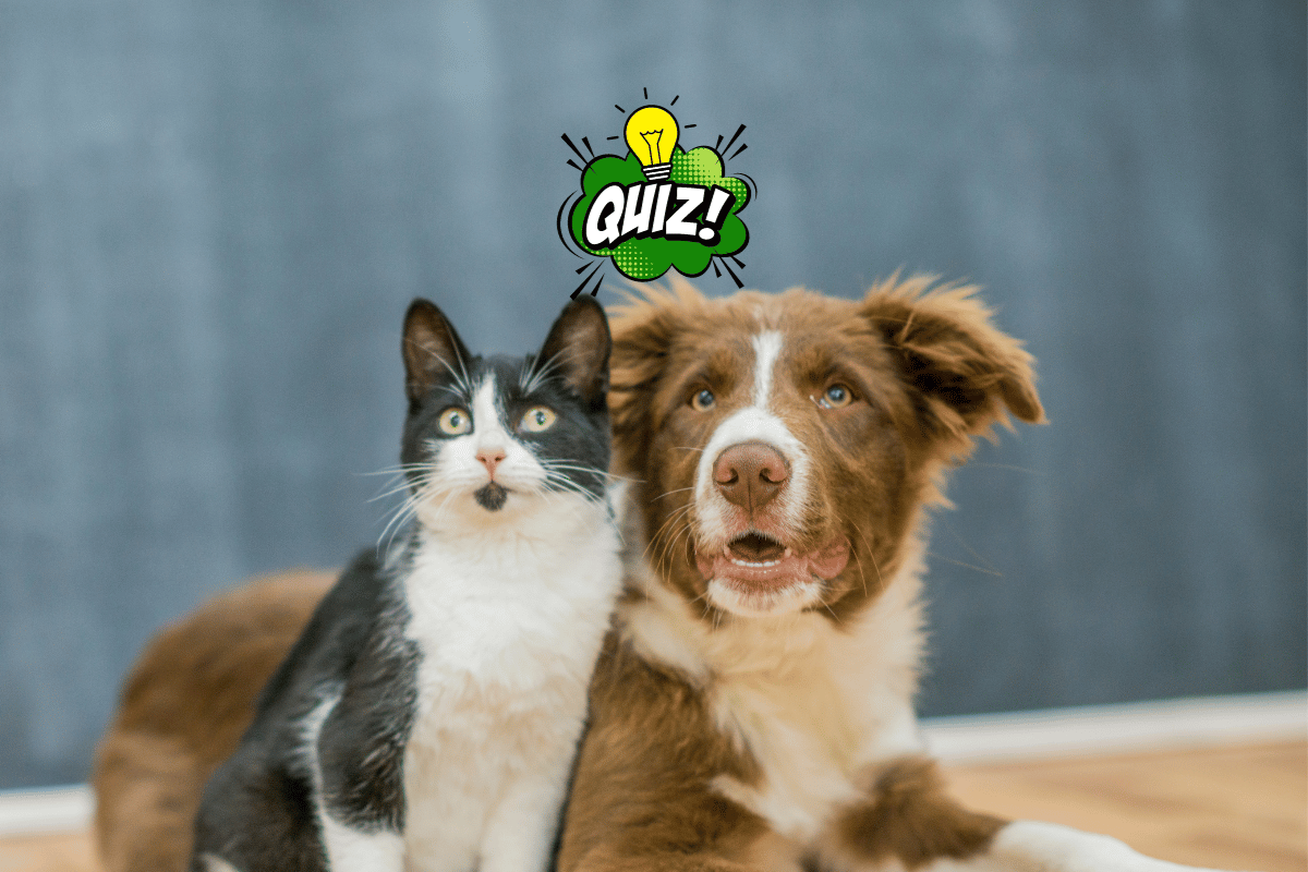 Czy znasz różnice między psami, a kotami?