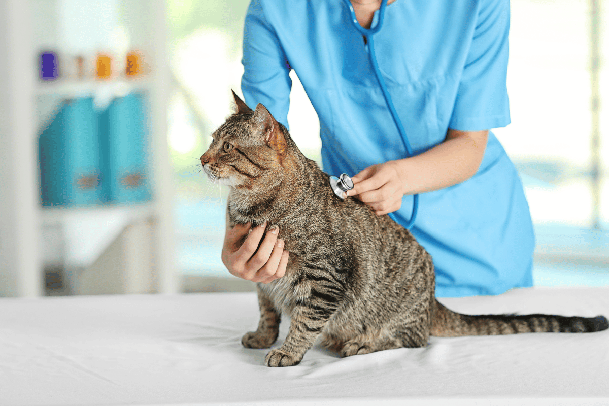 Choroby dróg oddechowych u kota