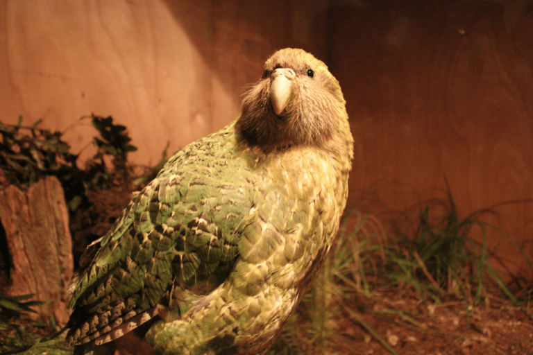 Nielotna i najcięższa papuga na świecie