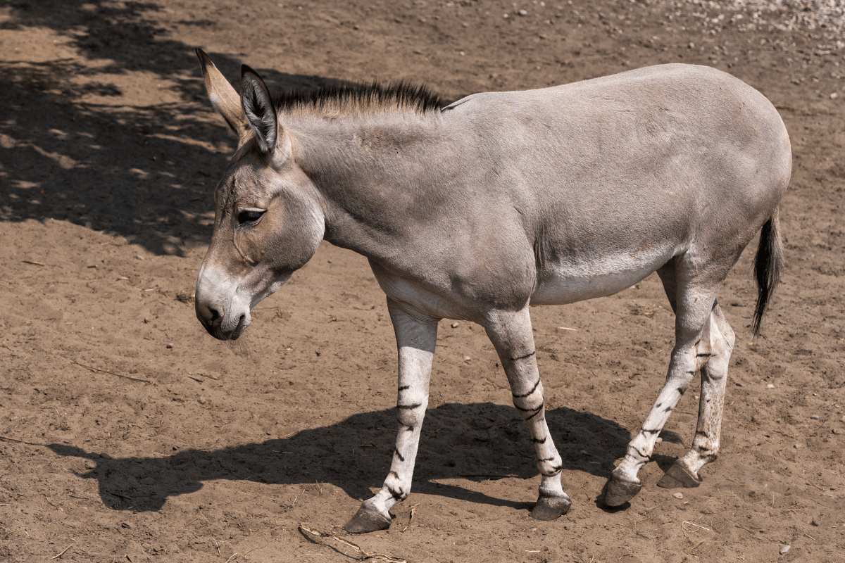 Opieka nad osłem nubijskim