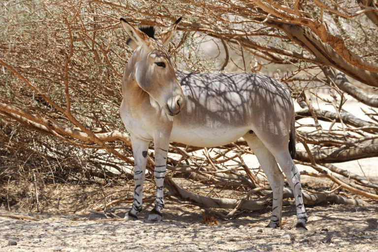 Opieka nad osłem nubijskim