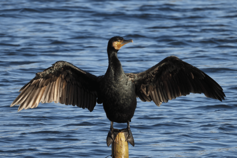 Żywienie i zdrowie kormoranów