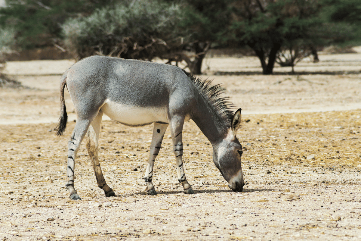 Żywienie i zdrowie osła nubijskiego