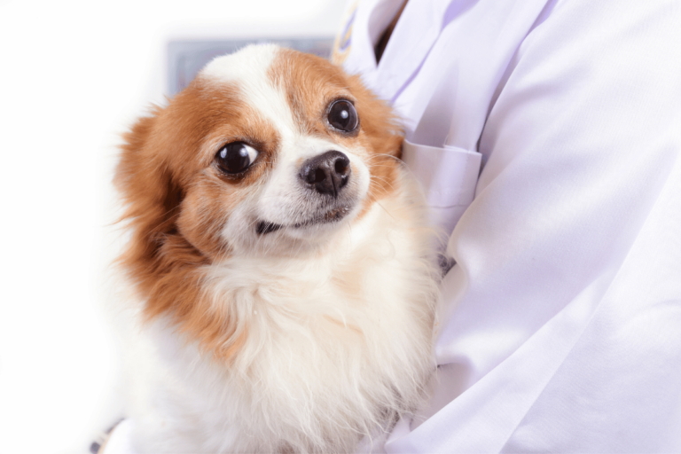 Choroby układu krążenia u psów
