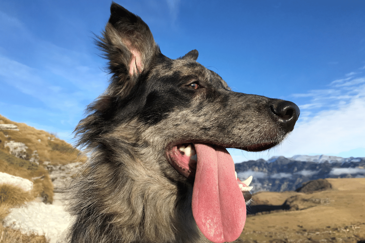 Rekordowe długości psich języków