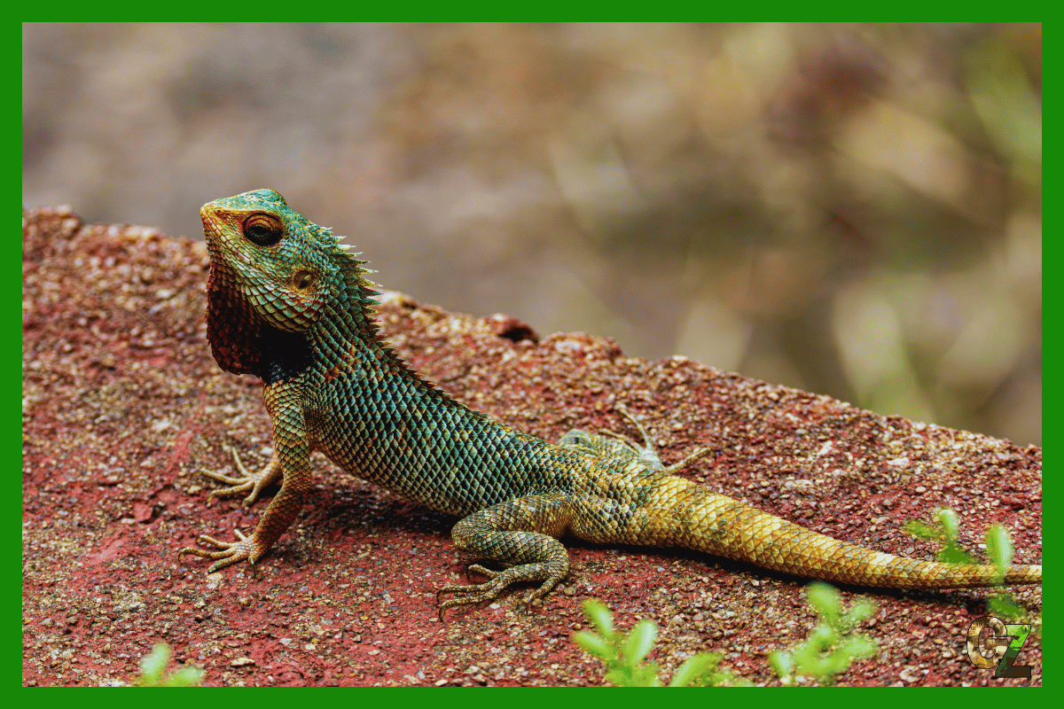 Hodowla i sprzedaż jaszczurek